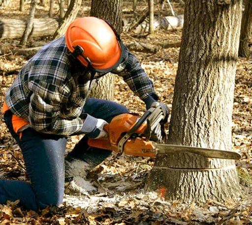 Tree Removal in Mitchell, IN